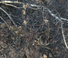 Drosanthemum lavisii
