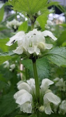 Lamium album