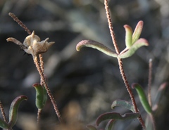 Drosanthemum lavisii