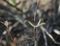 Drosanthemum lavisii