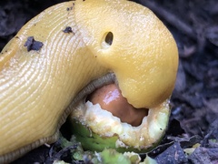 Ariolimax brachyphallus