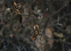 Drosanthemum lavisii
