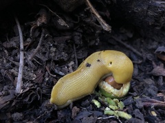 Ariolimax brachyphallus