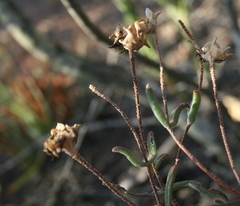 Drosanthemum lavisii