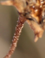 Drosanthemum lavisii