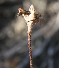 Drosanthemum lavisii