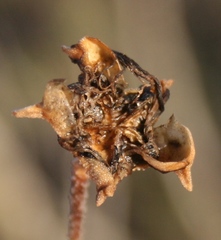Drosanthemum lavisii