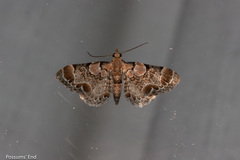 Chloroclystis lichenodes