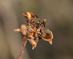 Drosanthemum lavisii