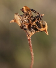 Drosanthemum lavisii