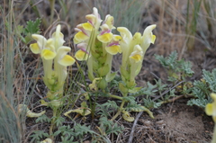 Scutellaria przewalskii