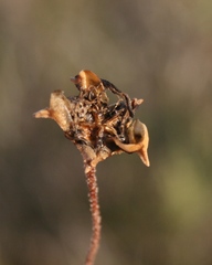 Drosanthemum lavisii