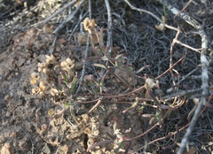 Drosanthemum lavisii