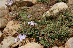 Limonium minutum