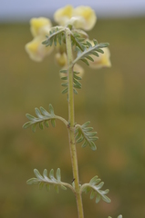 Scutellaria przewalskii