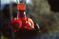 Selasphorus flammula