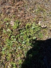 Centipeda aotearoana