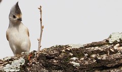 Baeolophus bicolor × atricristatus