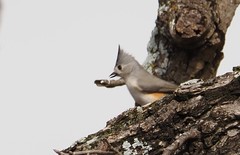 Baeolophus bicolor × atricristatus