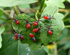 Phthiacnemia picta