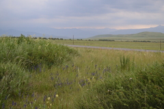 Veronica porphyriana