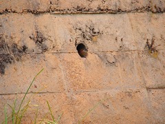 Cinclodes olrogi