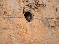 Cinclodes olrogi