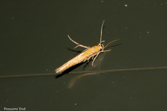 Stathmopoda skelloni