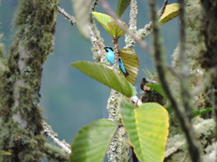 Dacnis hartlaubi