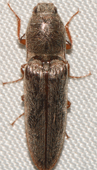 Gambrinus griseus