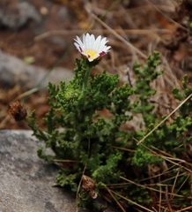 Arctotis aspera aspera