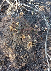 Drosanthemum lavisii