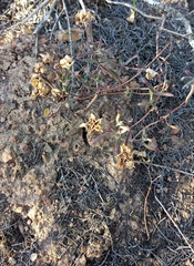 Drosanthemum lavisii