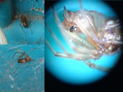 Steatoda triangulosa