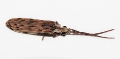 Tenomerga leucophaea