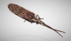 Tenomerga leucophaea