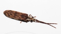 Tenomerga leucophaea