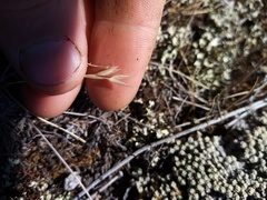 Rytidosperma maculatum