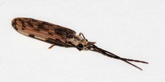 Tenomerga leucophaea