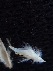 Rytidosperma maculatum