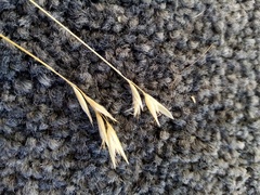 Rytidosperma maculatum