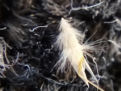 Rytidosperma maculatum