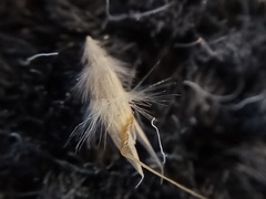 Rytidosperma maculatum