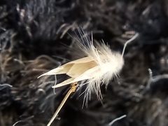 Rytidosperma maculatum