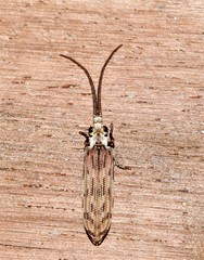 Tenomerga leucophaea