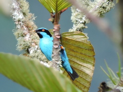 Dacnis hartlaubi