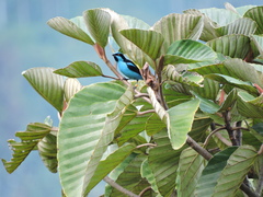 Dacnis hartlaubi