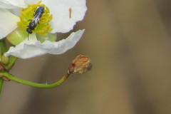 Hylaeus schwarzii