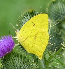 Phoebis neocypris rurina