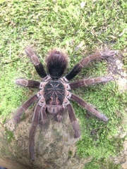Pamphobeteus